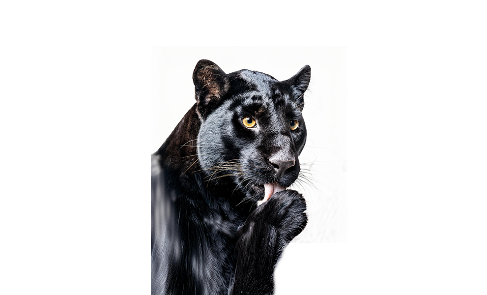 Panther_hygiene_991x600_hintergrund