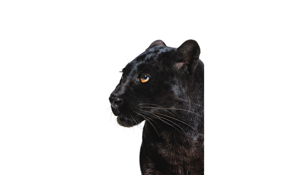 Panther_prazision_991x600_hintergrund