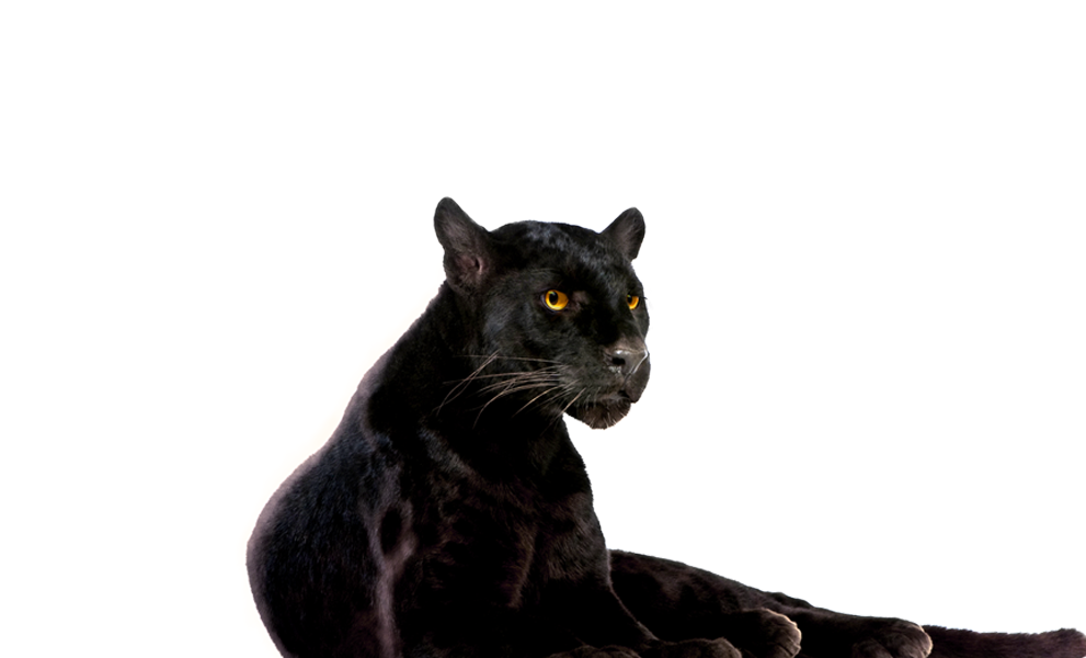 Panther_vorort_991x600_hintergrund