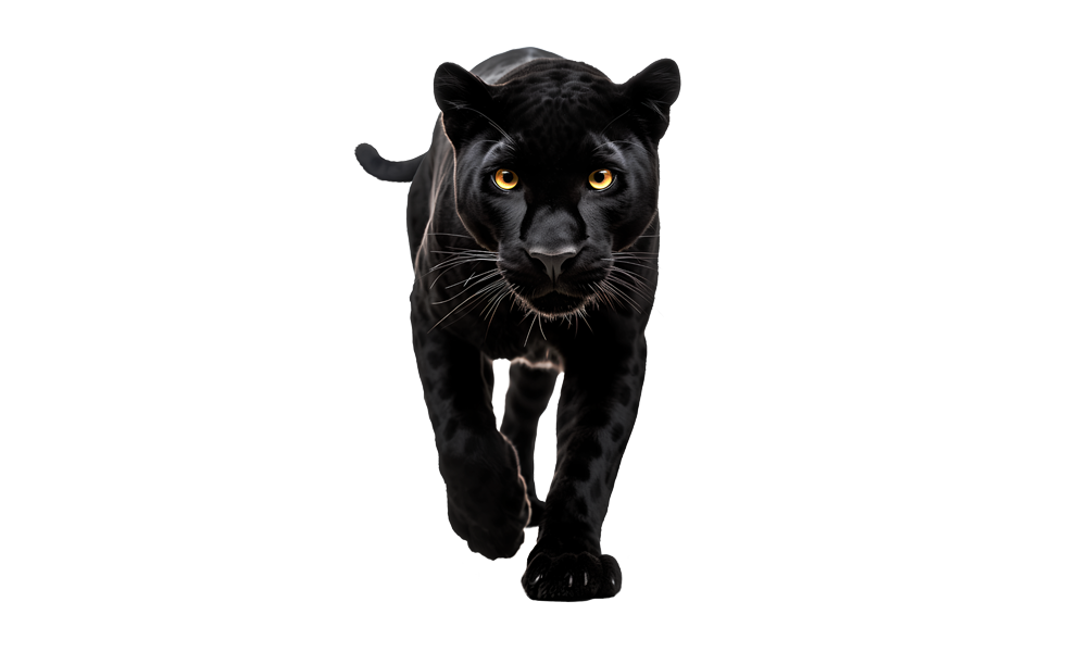 Panther_walk_991x600_21